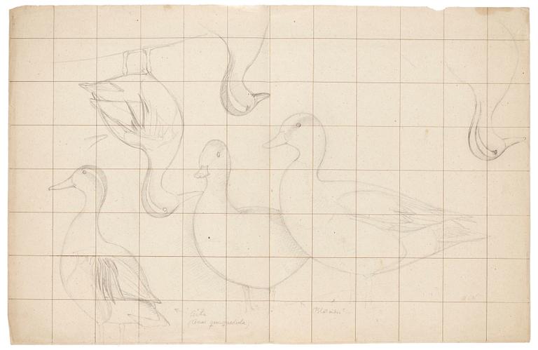 Magnus von Wright, Studier av Årta.