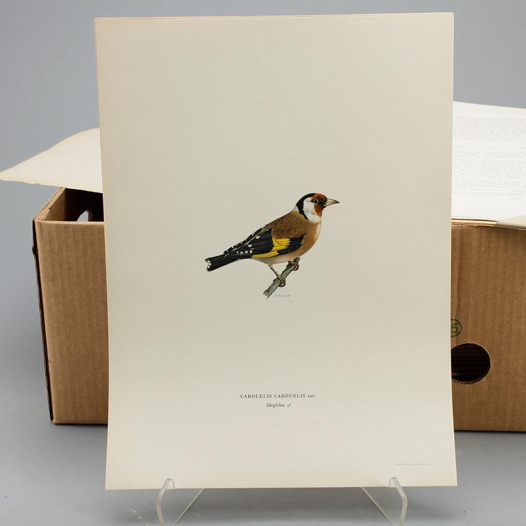 WILHELM VON WRIGHT, ca 190 st,litografiska tryck, "Svenska fåglar", ca 1920.