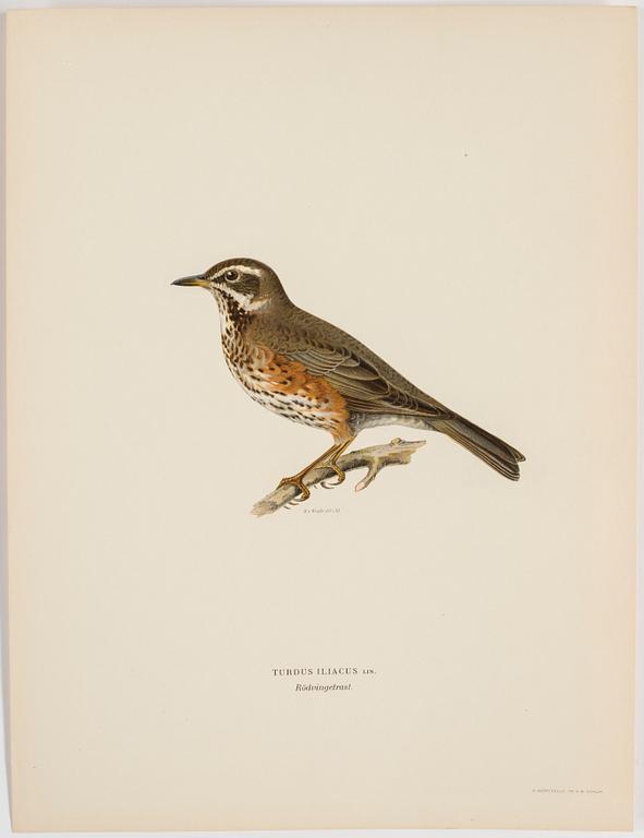 M o W VON WRIGHT, "Svenska fåglar", 252 st planscher, Ivar Baarsens förlag, Stockholm, 1920-tal.