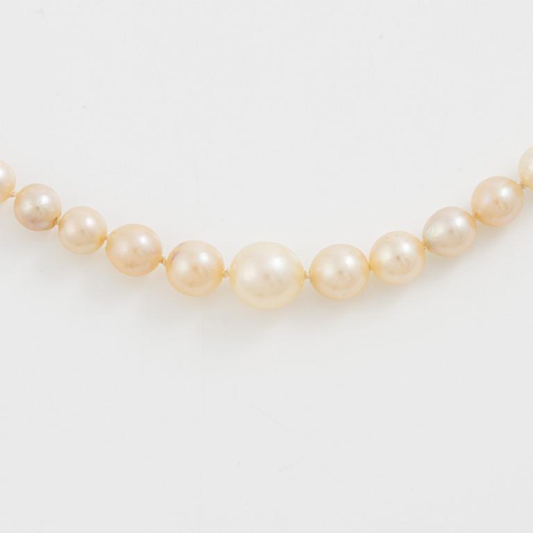 Collier odlade pärlor lås silver med paste.