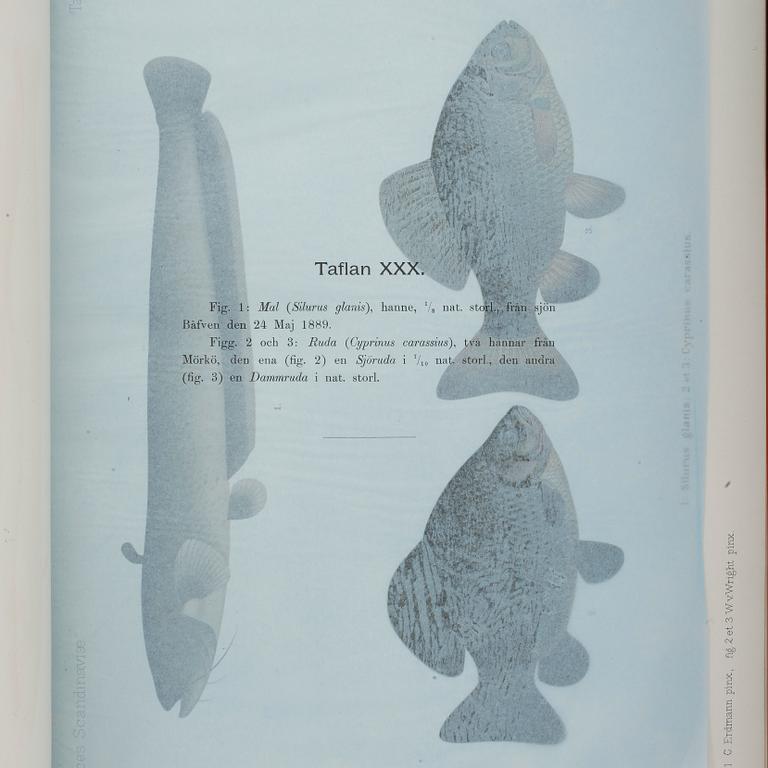 F.A.SMITT, 2 vol, Skandinaviens fiskar målade af W. von Wright, Taflor, Stockholm 1892-95.