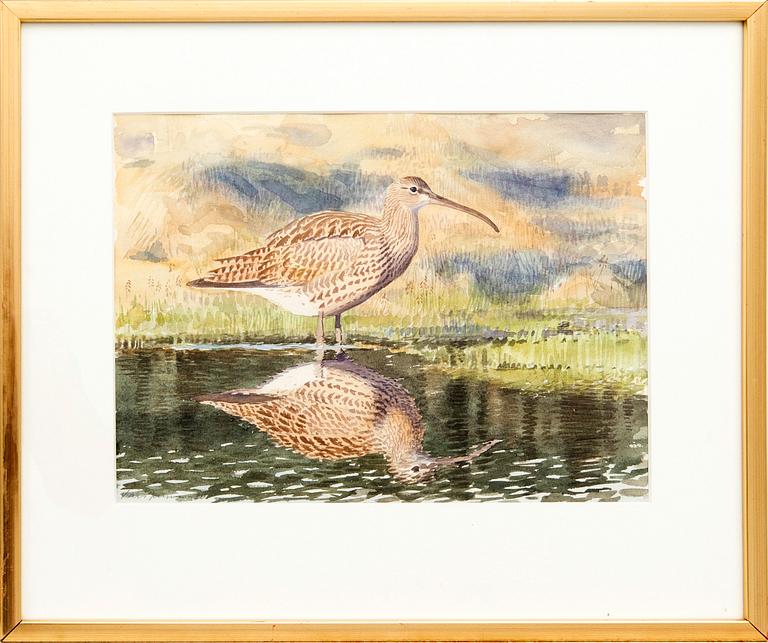 Lars Jonsson, Eurasian Curlew.