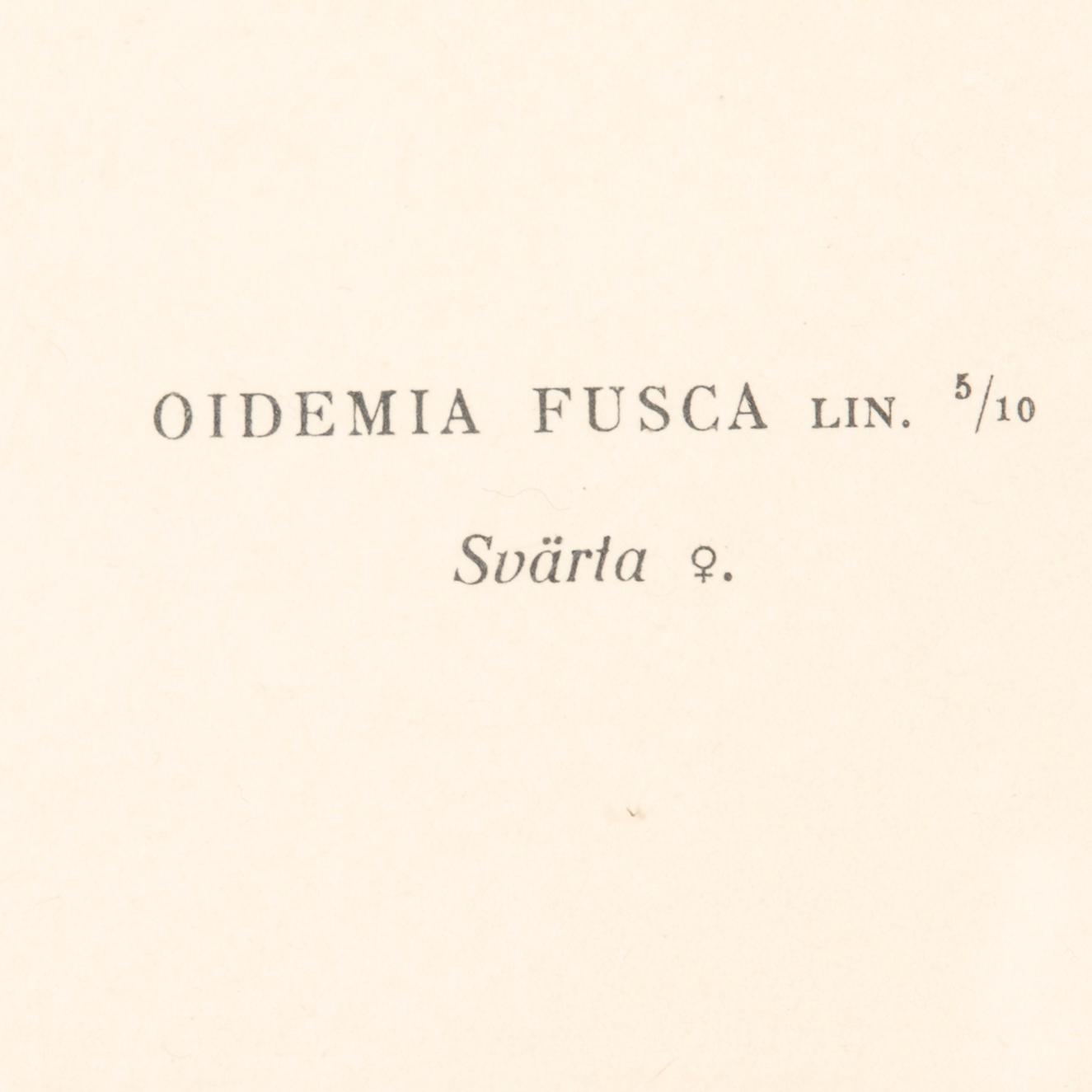 LITOGRAFIER, 4 st, efter von Wright, Magnus, Wilhelm & Ferdinand & Hallberg, Bror. A. Börtzell, Stockholm.