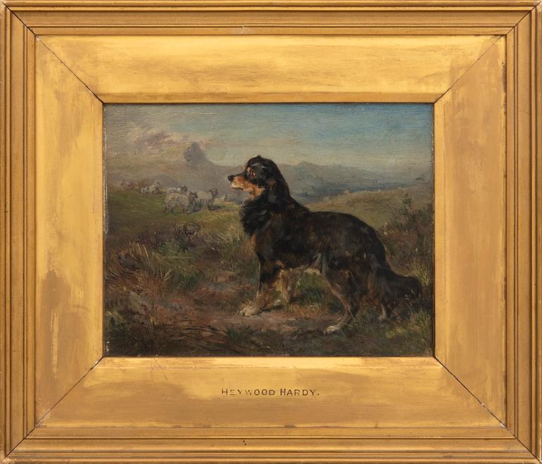 Heywood Hardy, fårhund.