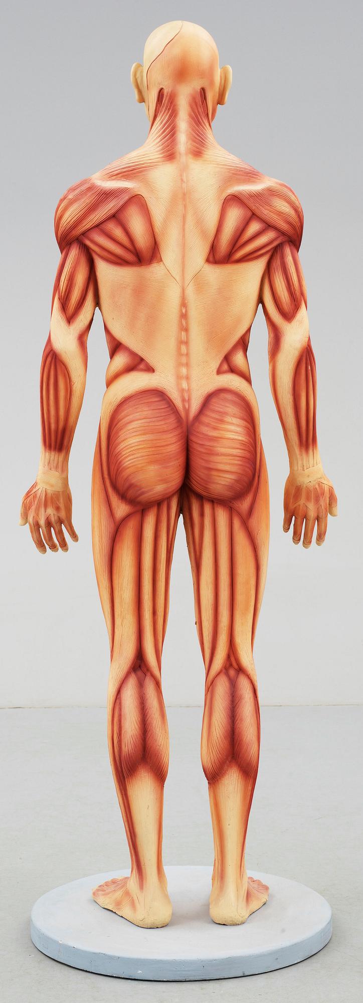 ANATOMISK MODELL, plast, omkr 2000.
