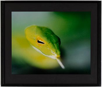 Mattias Klum, photo, signed 2710.