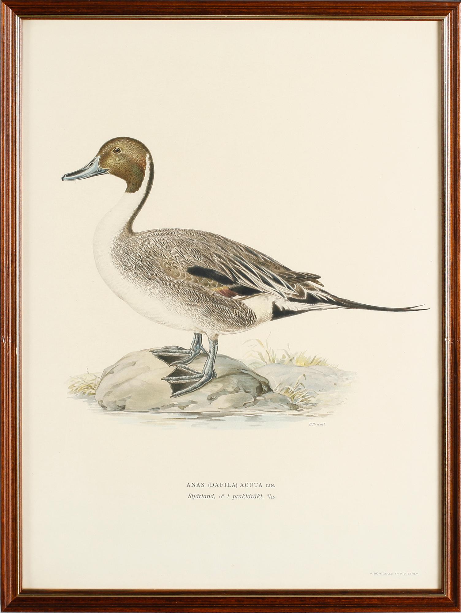 LITOGRAFISKA TRYCK, 13 st, ur von Wrights "Svenska fåglar", A. Börtzells, Stockholm.