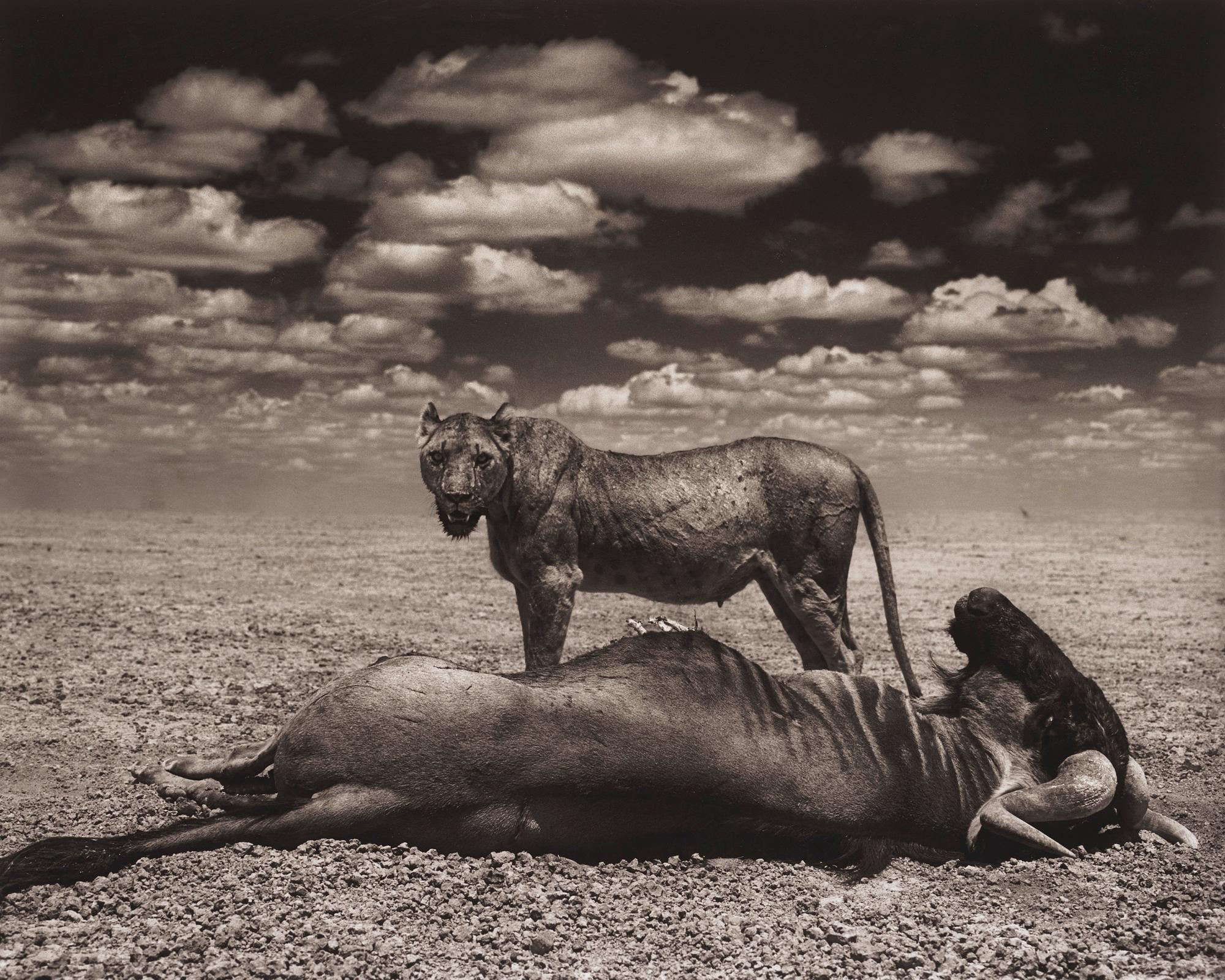 Nick Brandt, 'Lion and Wildebeest, Amboseli, 2012'.