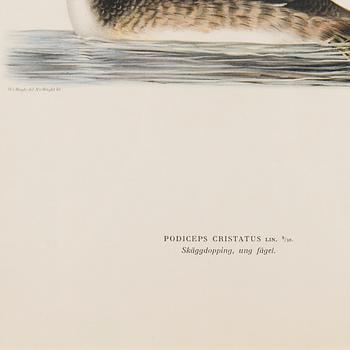 LITOGRAFIOITA, 5 kpl, Wilhelm von Wrightin ja Bror Hallbergin mukaan. A. Börtzell, Tukholma.