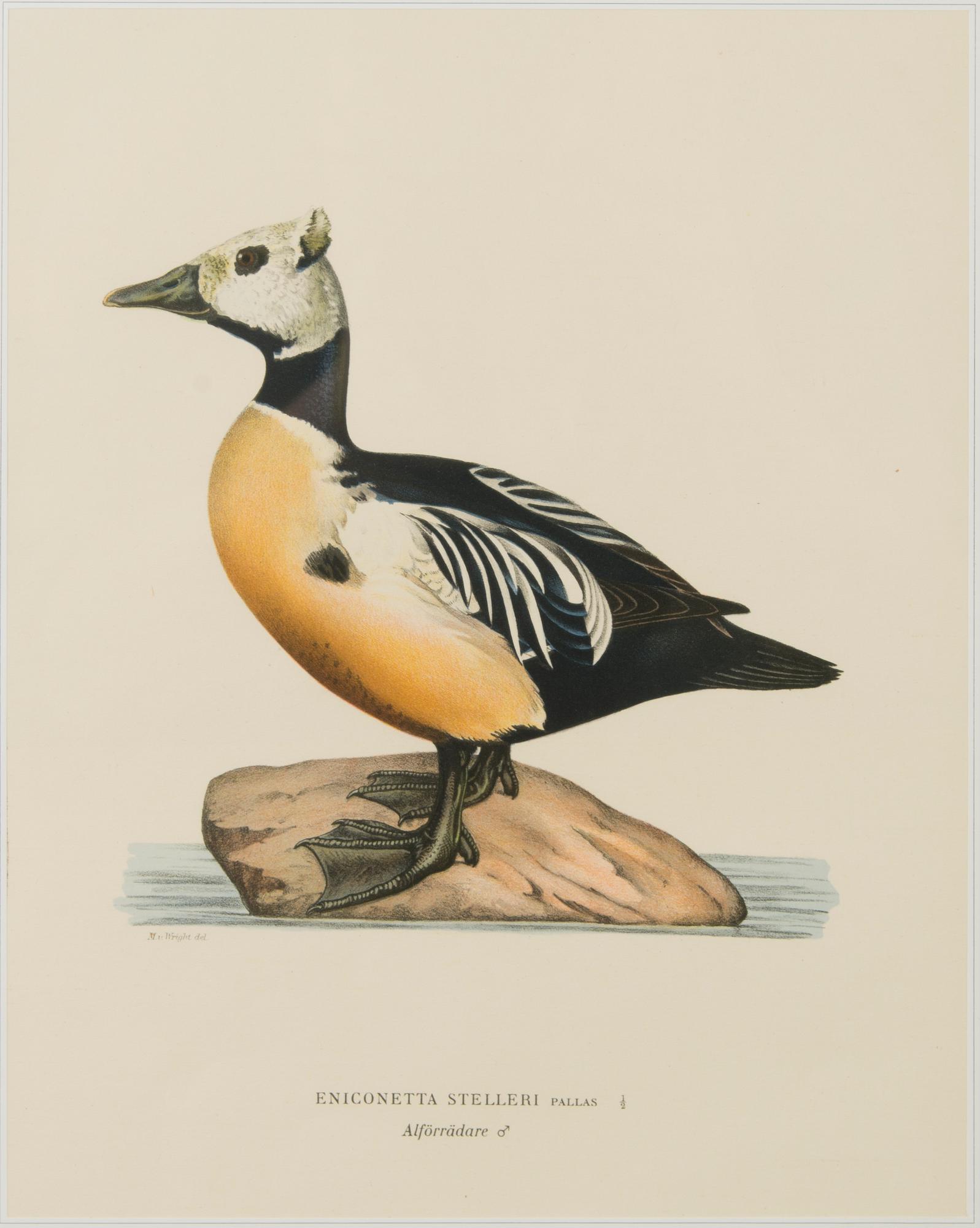 VÄRILITOGRAFIOITA, 3 kpl, Wilhelm ja Magnus von Wrightin mukaan. A. Börtzell, Tukholma.