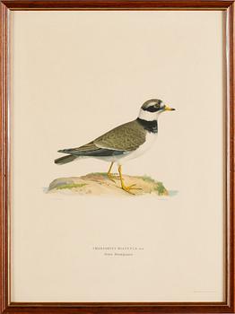 LITOGRAFISKA TRYCK, 13 st, ur von Wrights "Svenska fåglar", A. Börtzells, Stockholm.