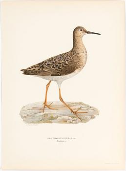 LITHOGRAPH, 30 pcs, after von Wright, Magnus, Wilhelm and Ferdinand & Hallberg, Bror. A. Börtzell, Stockholm.