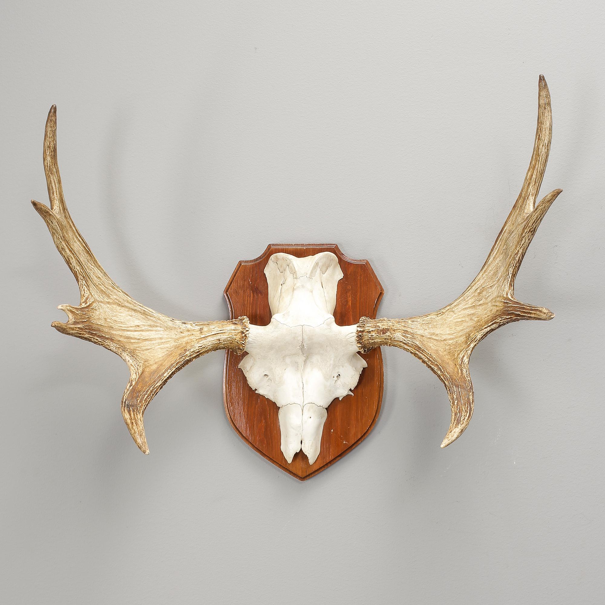 JAKTTROFÉ, älghorn, 1900-tal.