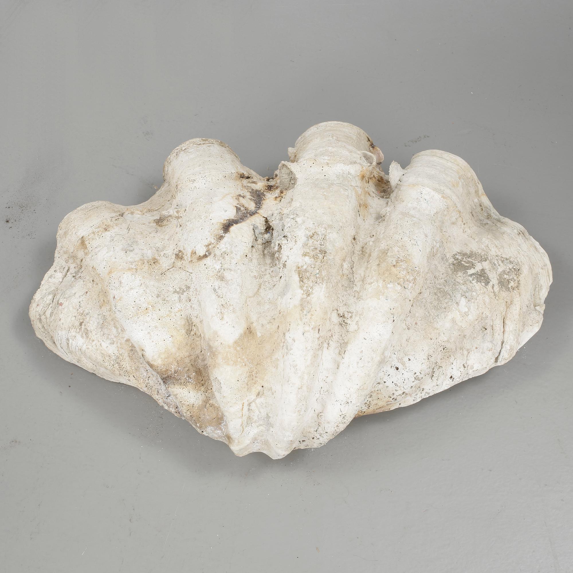MUSSLA, fossil.