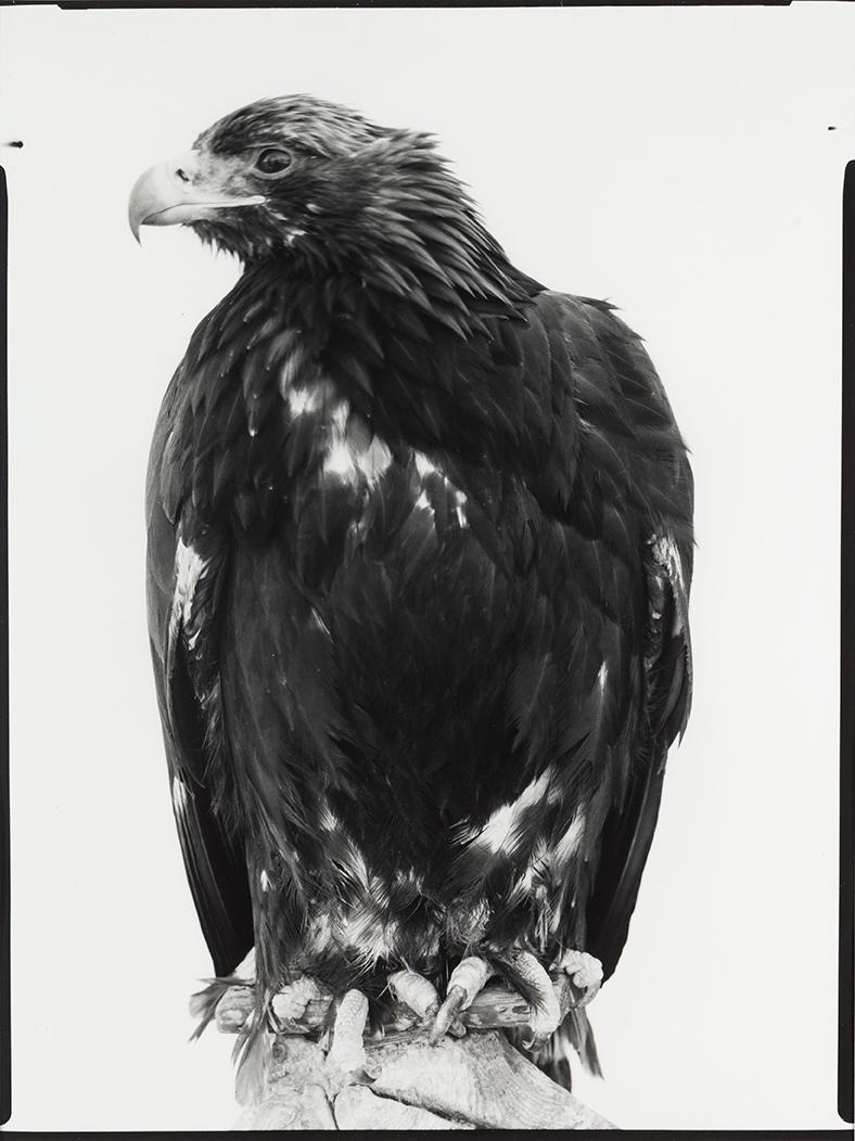 SIMON LARSSON, gelatin silver print, signed, numbered ED 2/6 and dated 2013 on verso.