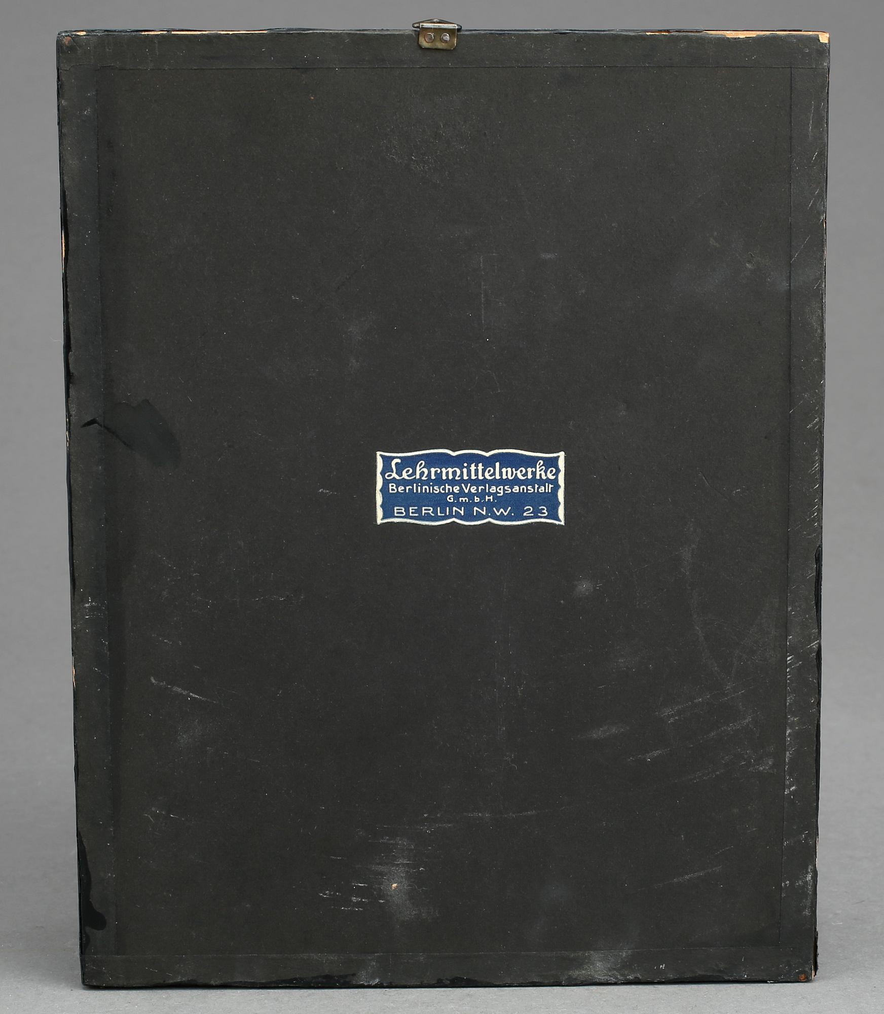 ANATOMISK MODELL, Lehrmittelwerke, Berlin, Tyskland 1900-talets första del.