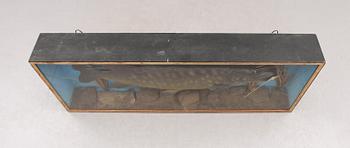 DIORAMA, med gädda, 1900-tal.