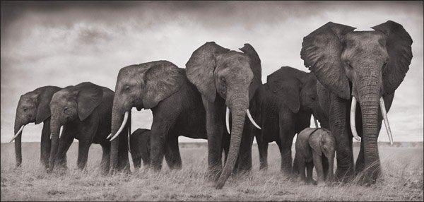 Nick Brandt, "Elephants Resting, Amboseli, 2007".