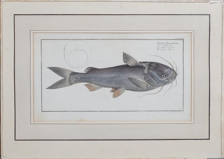 KOPPARSTICK, 2 st, kolorerade, 1800-tal.