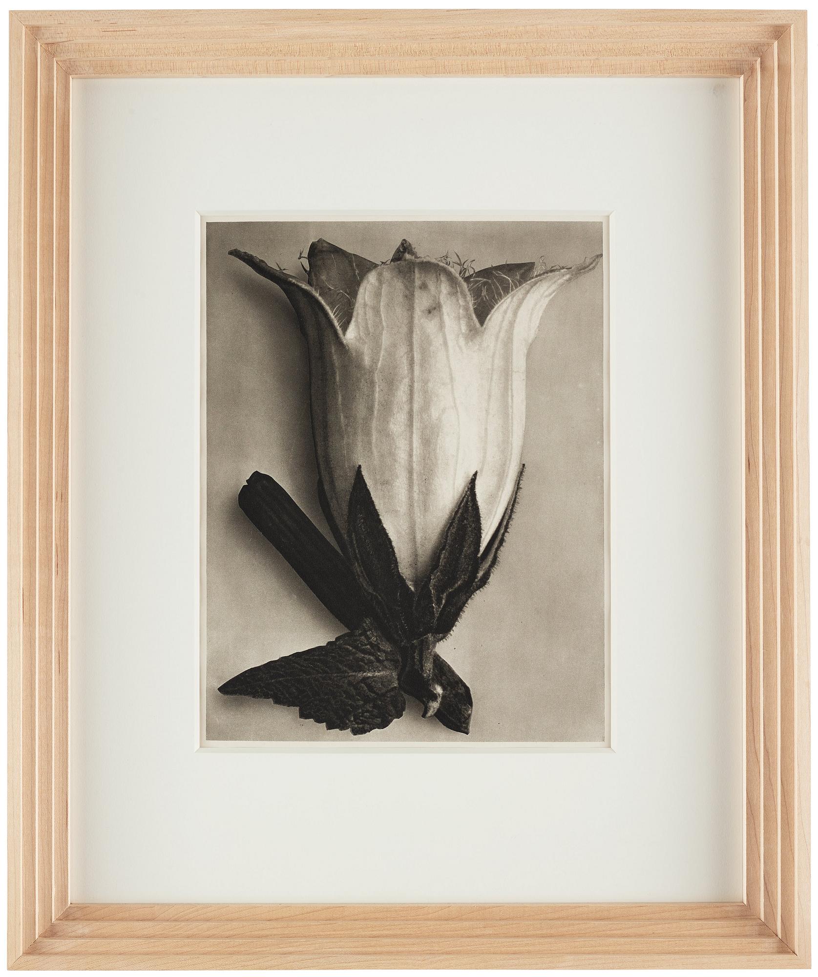 アート・デザイン・音楽 Karl Blossfeldt : Das fotografische Werk