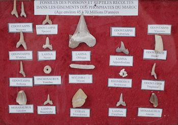 SAMLING FOSSILTÄNDER, 18 st, Marocko.