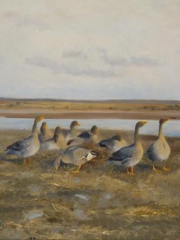 Bruno Liljefors, Landscape with geese.