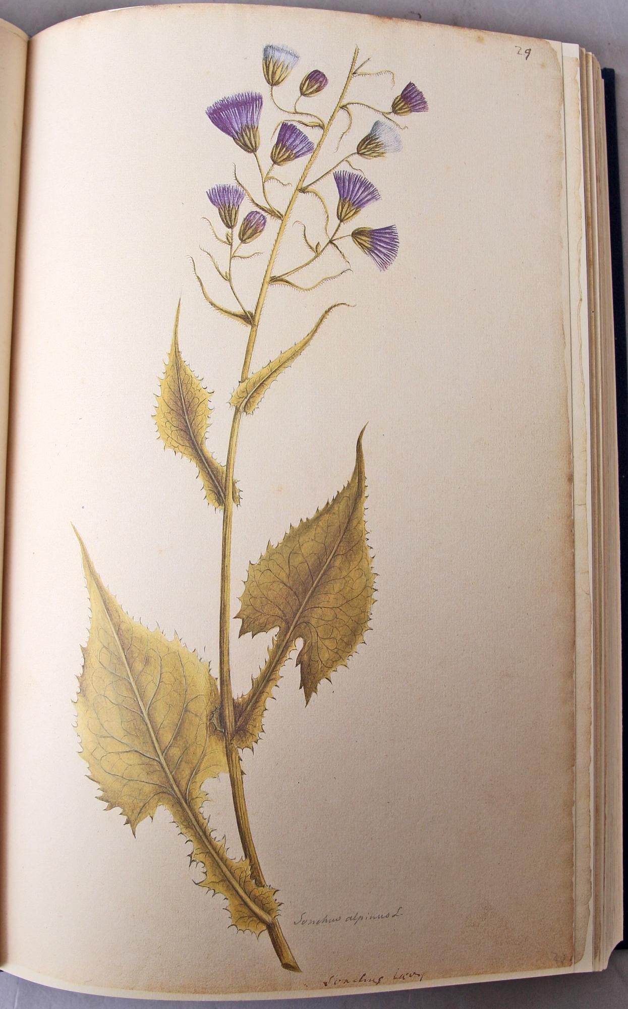 BÖCKER, 2 vol, Olof Rudbeck d y, Iter Lapponicum - Resan till Lappland, nr 1485/1999.