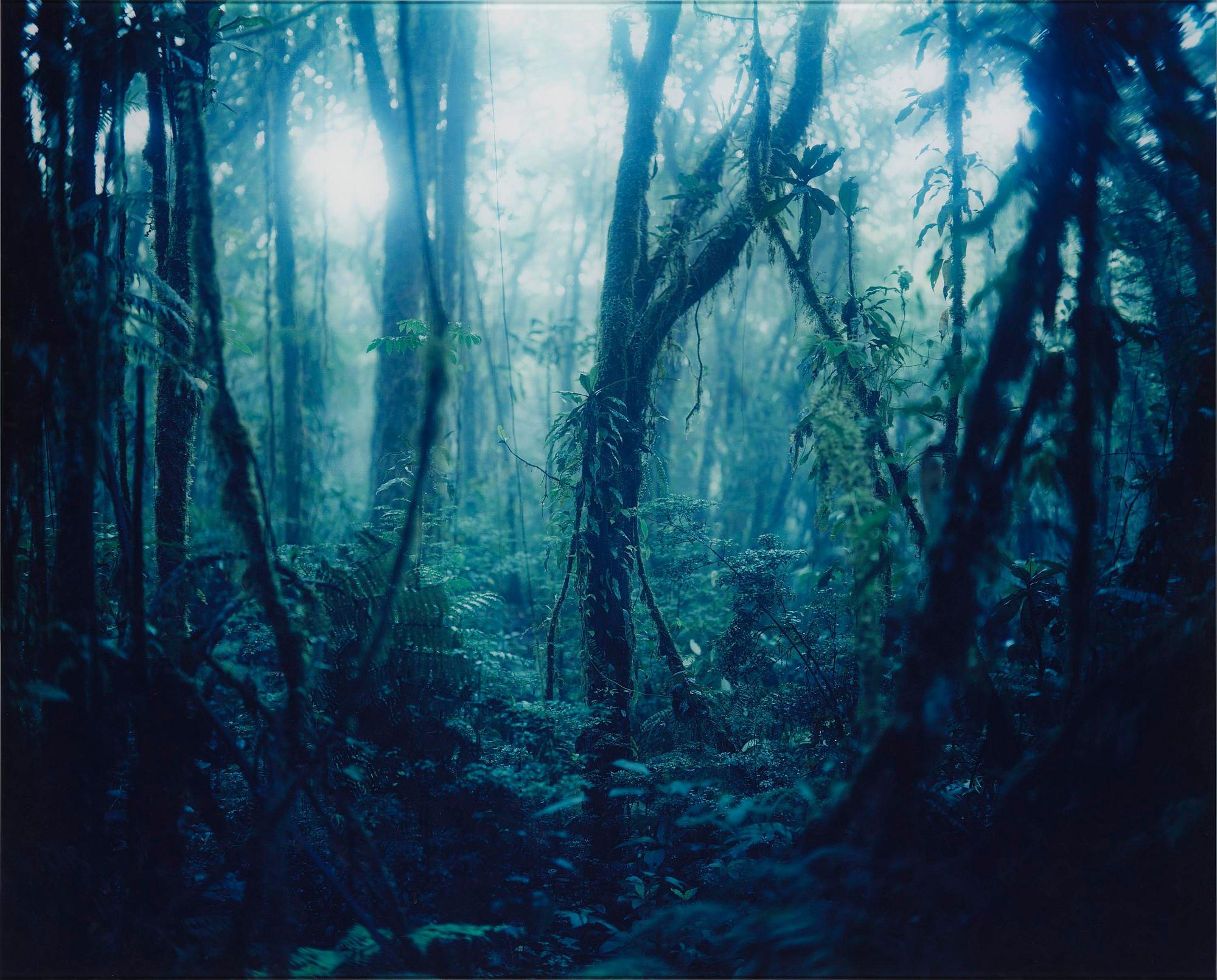 Denise Grünstein, "Cloud Forests".
