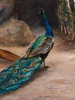 Hugo Birger, Peacock, thrush and Golden Pheasant.