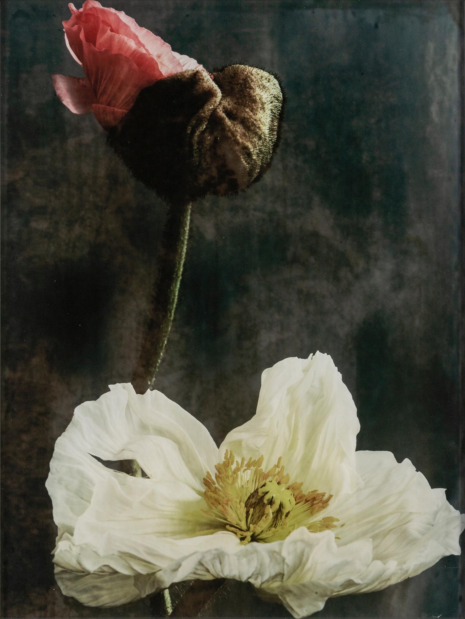 Ewa-Marie Rundquist, fotografi upplaga 1/3.