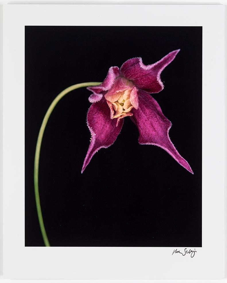 HELENE SCHMITZ, Fotografi, signerat.