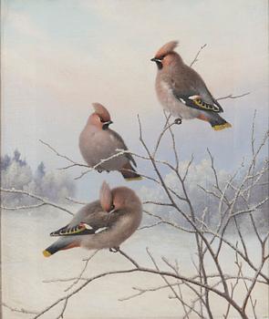 Ferdinand von Wright, Waxwings in winter landscape.