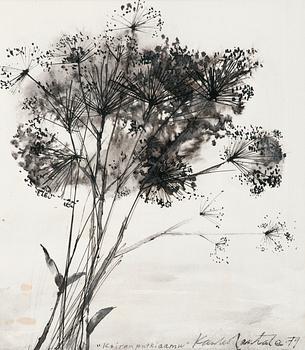 595. Kauko Rantala, COW PARSLEY.