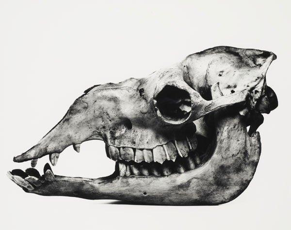 Irving Penn, "Camel", Prague, 1986.