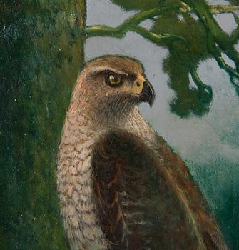 Reijo Meller, Hawk.