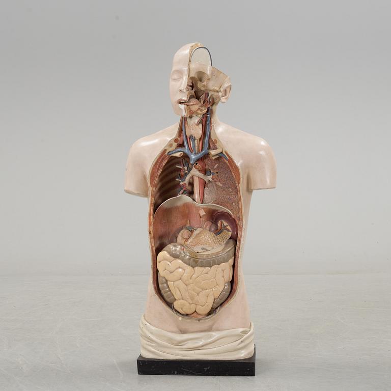An anatomical model by Franz Jos. Steger, Leipzig, mid 20th century.