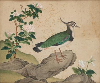 Two ornitological paintings, chinese school, Qing dynasty, circa 1800.