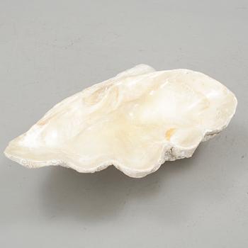 MUSSLA, fossil.