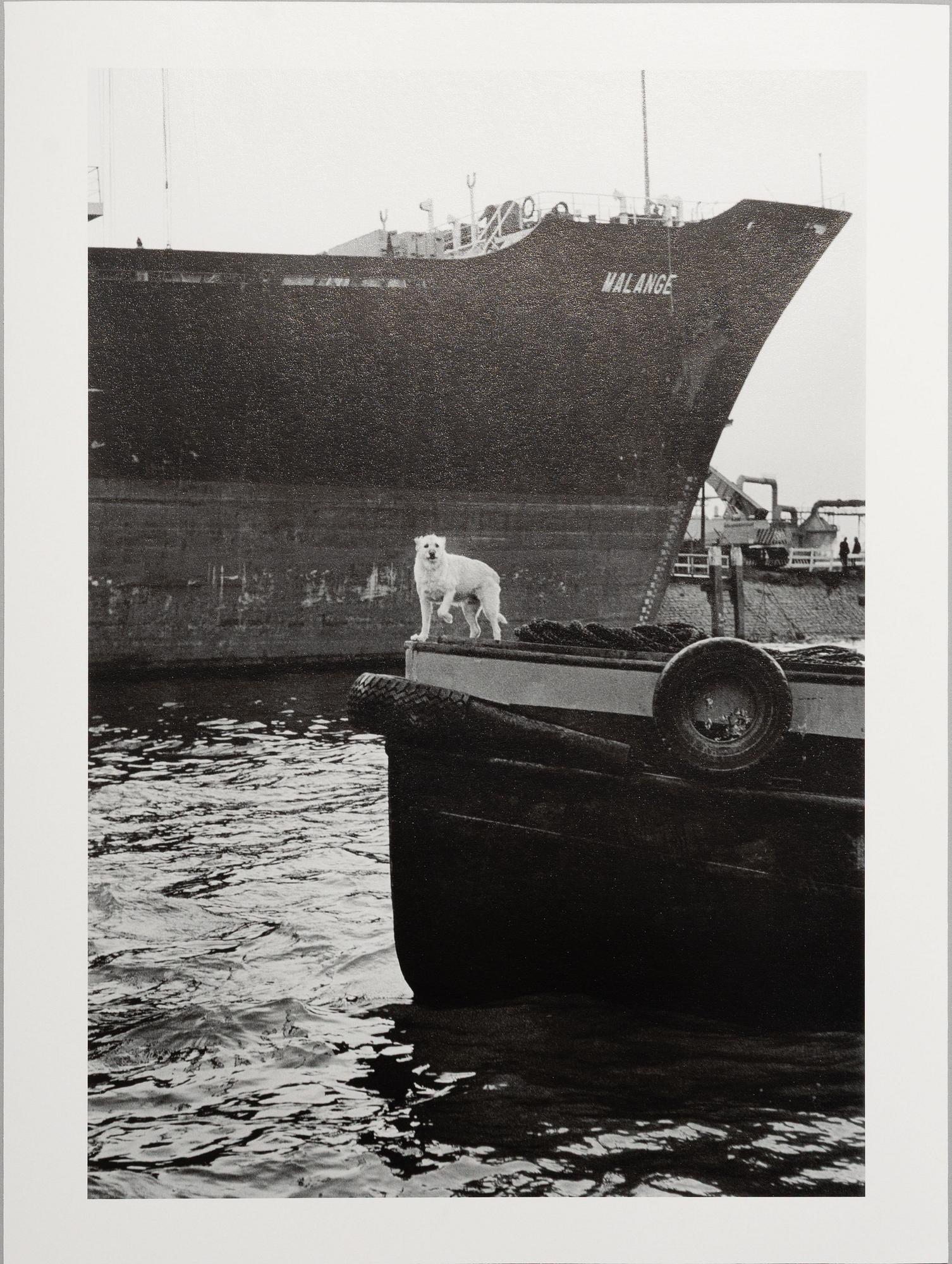 Peter de Ru, "Pråmskepparhund, Bottele hamn, Rotterdam, 1979".
