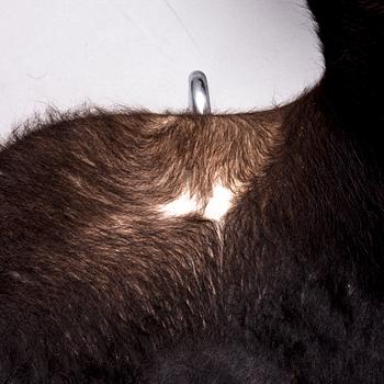 STOLAR, 6 st, "Sjuan" Arne Jacobsen, Fritz Hansen.