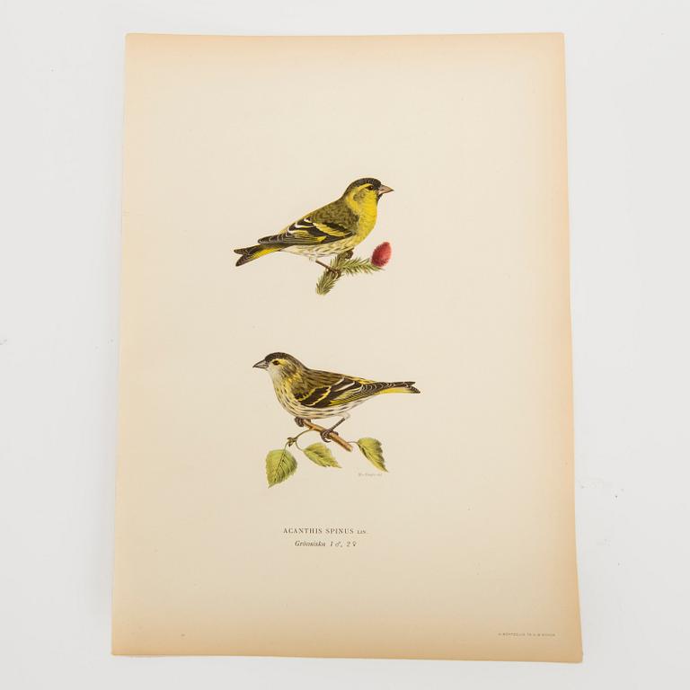 LITOGRAFISKA TRYCK, 40 st, bl.a. Magnus och Wilhelm von Wright, ur Svenska Fåglar, Börtzells AB, Stockholm.