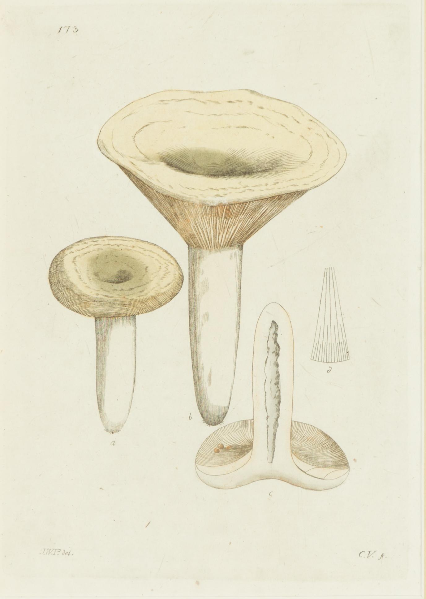 Twelve hand-coloured engravings, J.W. Palmstruch, from 'Svensk Botanik', 1802-1840.