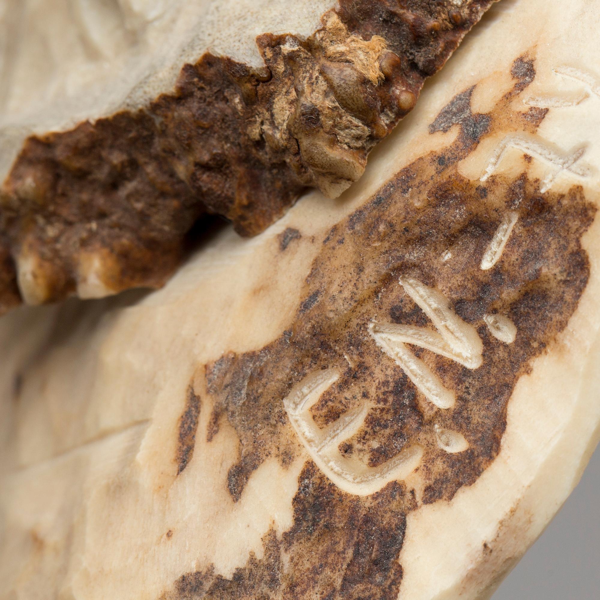 ERIK NORBERG, skulptur, monogramsignerad, skulpterat horn.