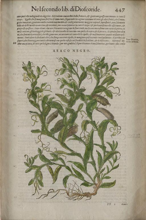 Pietro Andrea Mattioli, Medicinalväxter (4), ur, "Discorsi del Matthioli".