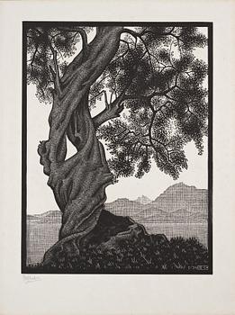 338. Maurits Cornelis Escher, ”Old olive tree, Corsica”.