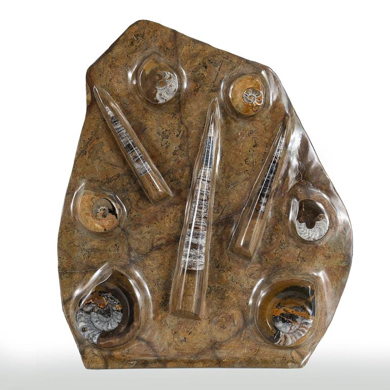 FOSSIL, enligt uppgift Atlasbergen, Marocko.