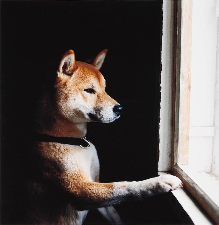 Peter de Ru, "Shiba (Japanese Spitz)", 2004.