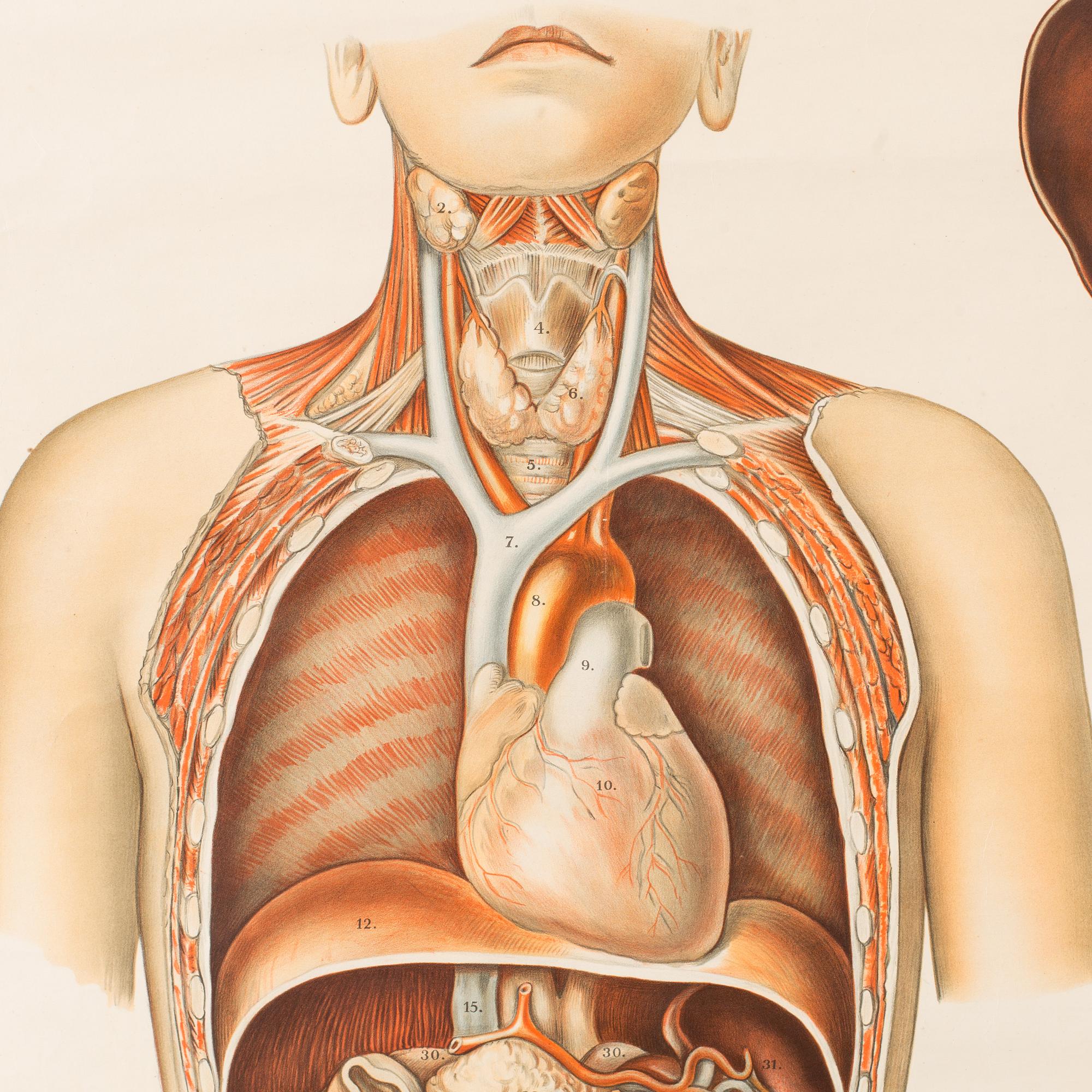 ANATOMISK PLANSCH 1900-talets början.