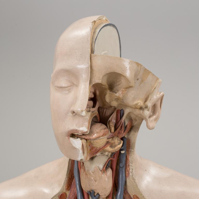 An anatomical model by Franz Jos. Steger, Leipzig, mid 20th century.