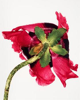 268. Irving Penn, "Single Oriental Poppy (Variety Unrecorded), New York, 1968".